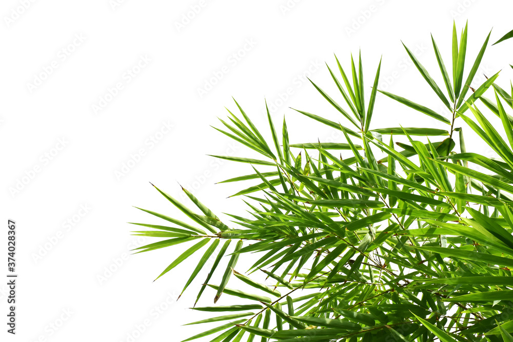 Green leaves of bamboo tree isolated on white for background Green leaves of bamboo tree isolated on white for background