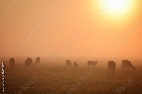 Breakfast under fog. © MARCELO