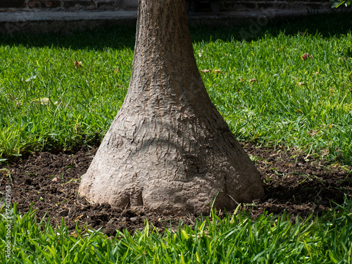 Planta pata de elefante sembrada en el jardin. photo