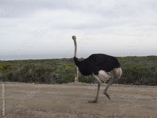 ostrich in the wild