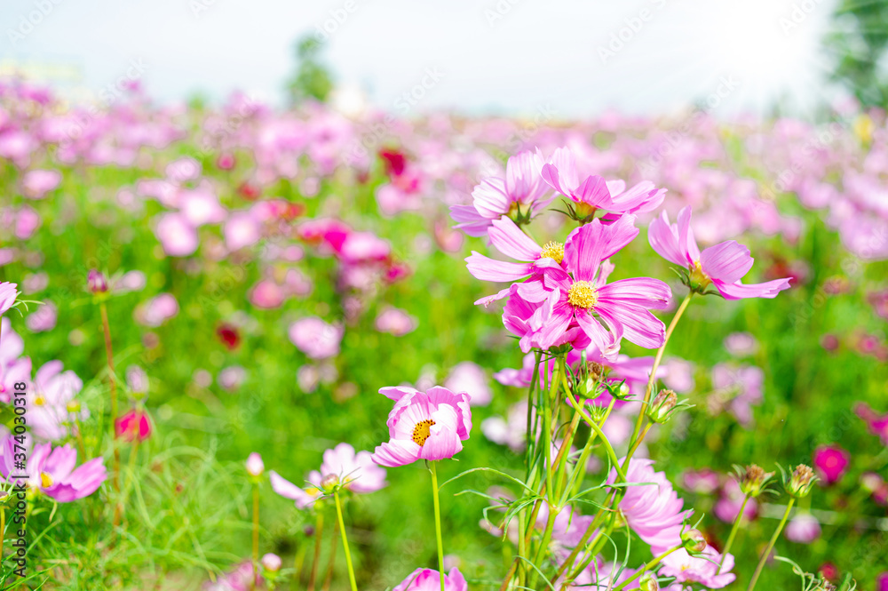 Cosmos flowers with beautiful colors and light from the sun.