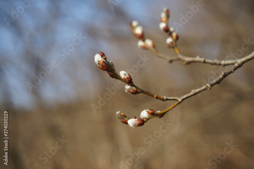 The bud that announces spring