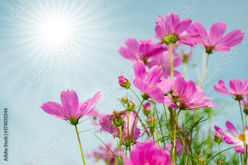 Cosmos flowers with beautiful colors and light from the sun.