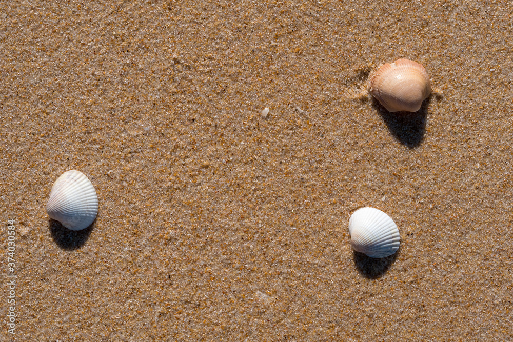 Group of shells on the beach sand with copy space Group of shells on the beach sand with copy space