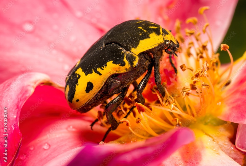 Φωτογραφία This macro image shows the side view of a yellow Harlequin (Gymnetis thula) beetle pollinating a pink flower