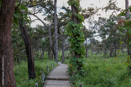 Walkway stone path in forest  by vegetation