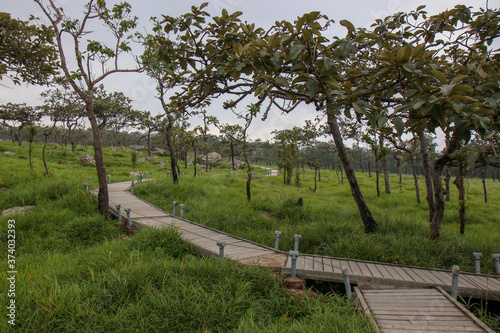 Walkway stone path in forest  by vegetation