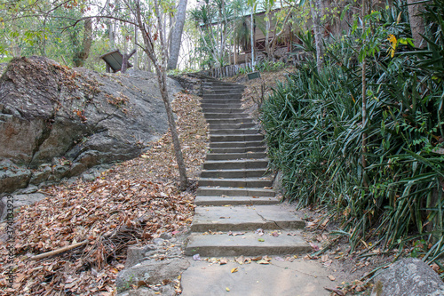 Walkway stone path in forest  by vegetation