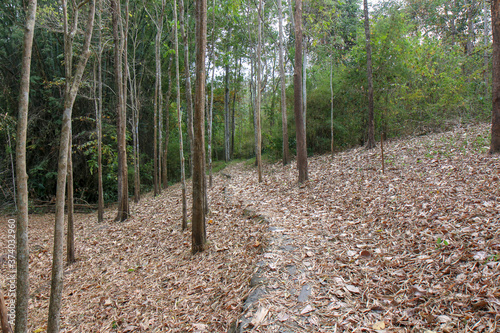 Walkway stone path in forest  by vegetation