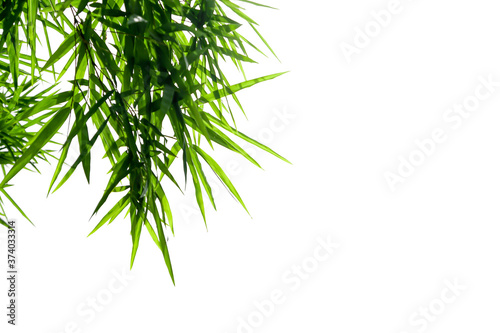 Bamboo leaves on a white background