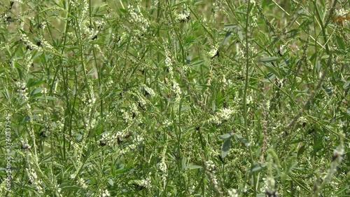 pairs of mating Love Bugs (Plecia nearctica) in a meadow.