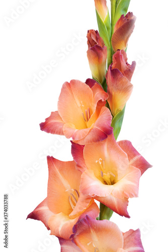 Close-up of a flower on a stem of beautiful gladioli on a white background 