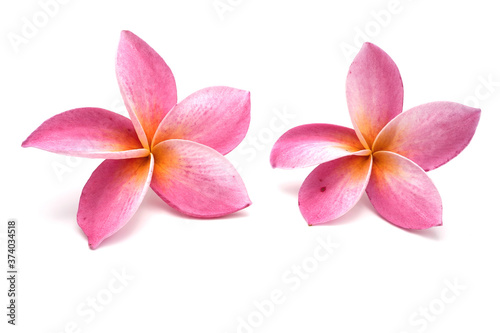 Fragrant pink Plumeria  Frangipani  isolated on white background.