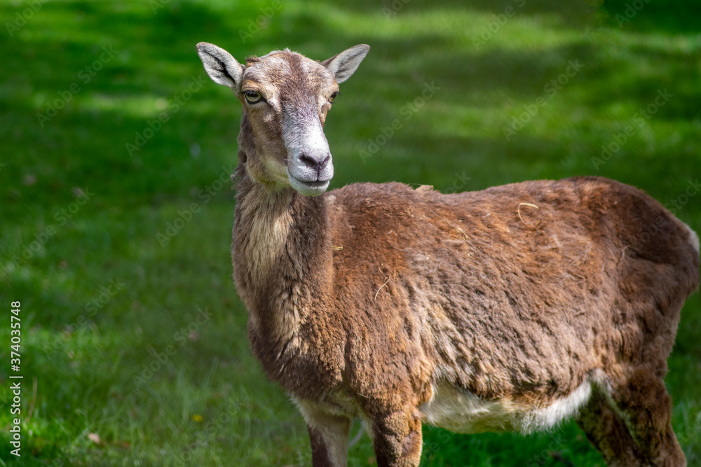 Wild mouflon sheep, one female portrait grazing on pasture in daylight, green meadow, beautiful brown wild animals Wild mouflon sheep, one female portrait grazing on pasture in daylight, green meadow, beautiful brown wild animals