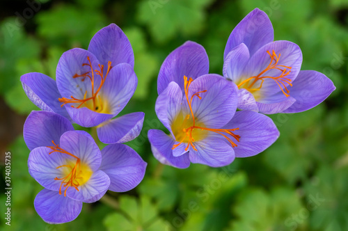 Crocus speciosus autumn blue purple flowering plant with orange yellow center, Biebersteins crocus flowers in bloom photo