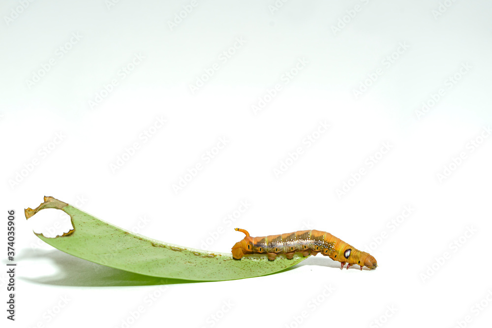 Close-up orange striped caterpillars isolated on white background Close-up orange striped caterpillars isolated on white background