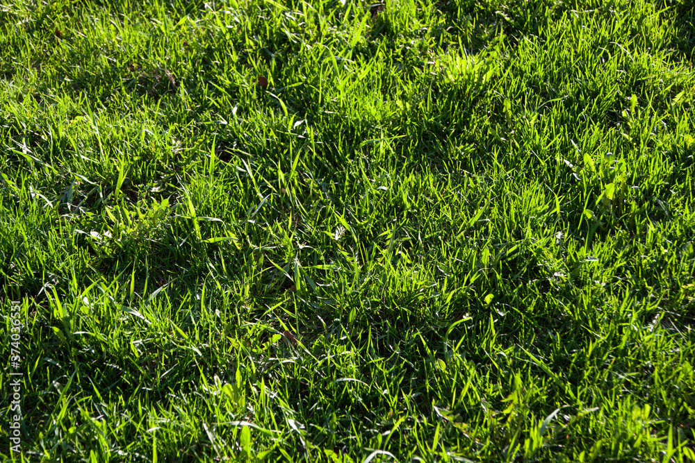 grass grass
