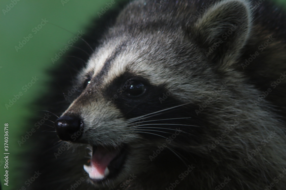 raccoon close up with a green background in natural lighting