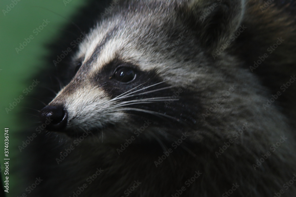 Fototapeta premium raccoon close up with a green background in natural lighting