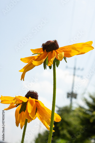 Black-eyed Susan