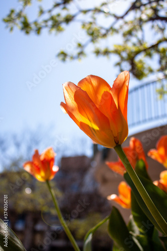 Yellow Tulip