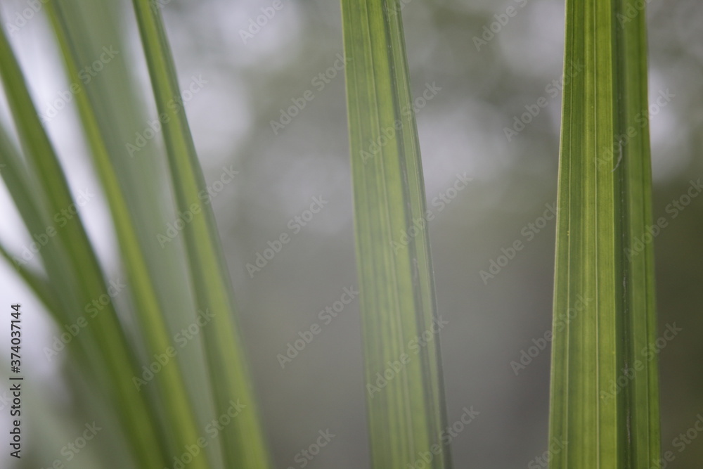 pointy leaves close up with pattern and bokeh background pointy leaves close up with pattern and bokeh background