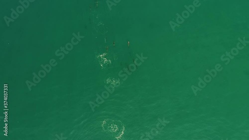 a large group of dolphins swim and jump in the wild. drone video. dolphin family aerial view. wild world. Open ocean lifestyle. High quality FullHD footage 60p frames photo