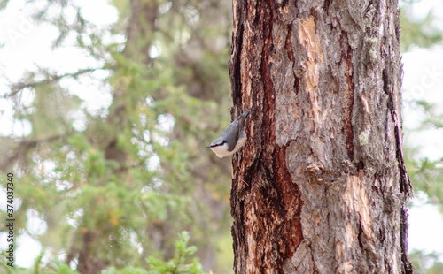 A small bird nuthatch sits on the bark of a coniferous tree