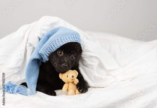 A shipperke puppy in a blue knitted cap lies under a white blanket at home on the bed hugging a small Teddy bear photo