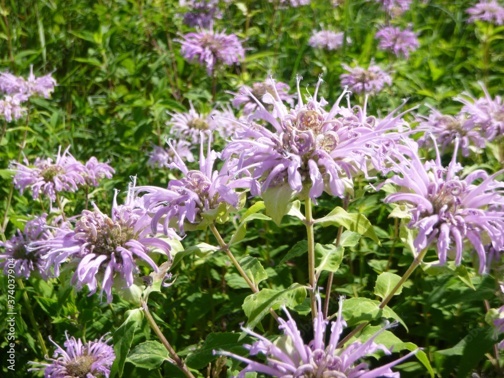 Obraz premium Bright Blooming Lavender Bee Balm