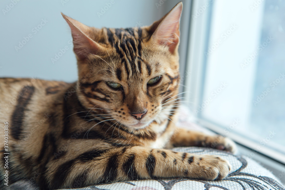 Cute golden bengal kitty cat laying windowsill and relaxing.