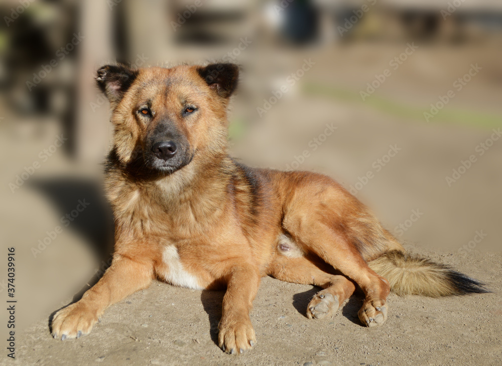 Dog is brown colour , Beautifui dog Dog is brown colour , Beautifui dog