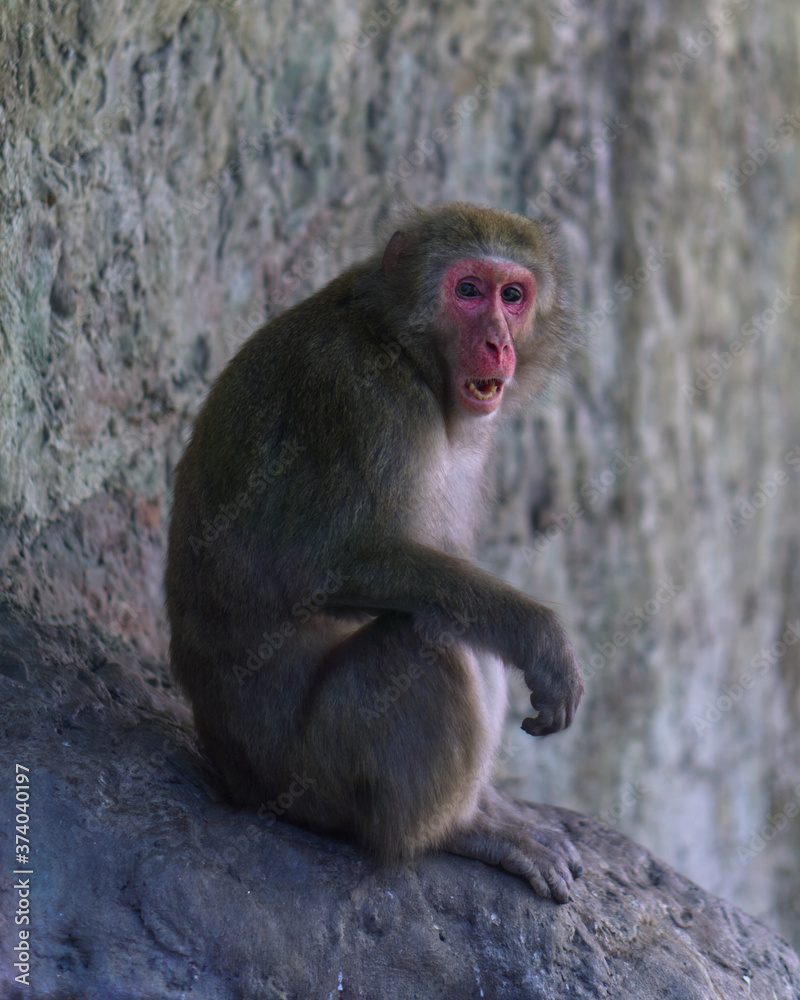 A japanese macaque sitting on a rock