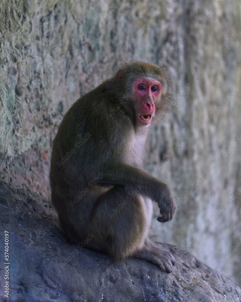 A japanese macaque sitting on a rock A japanese macaque sitting on a rock