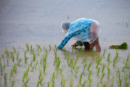 Transplanting rice Rice in the rain