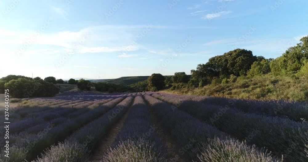 CAMPOS DE LAVANDA EN FLORACION BRIHUEGA ESPAÑA CAMPOS DE LAVANDA EN FLORACION BRIHUEGA ESPAÑA
