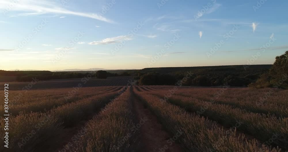 CAMPOS DE  LAVANDA EN FLORACION BRIHUEGA  ESPAÑA