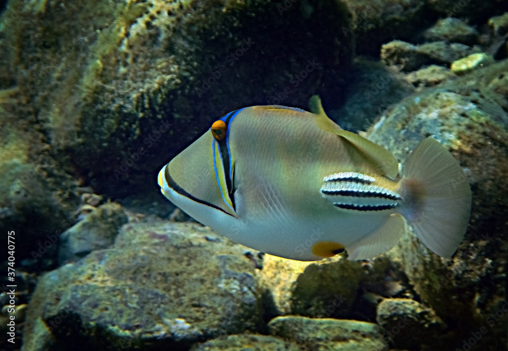 Exotic fish - Picasso trigger-fish, scientific name is Rhinecanthus assas, the species belongs to the family Balistidae, it inhabits Red Sea, Middle East Exotic fish - Picasso trigger-fish, scientific name is Rhinecanthus assas, the species belongs to the family Balistidae, it inhabits Red Sea, Middle East