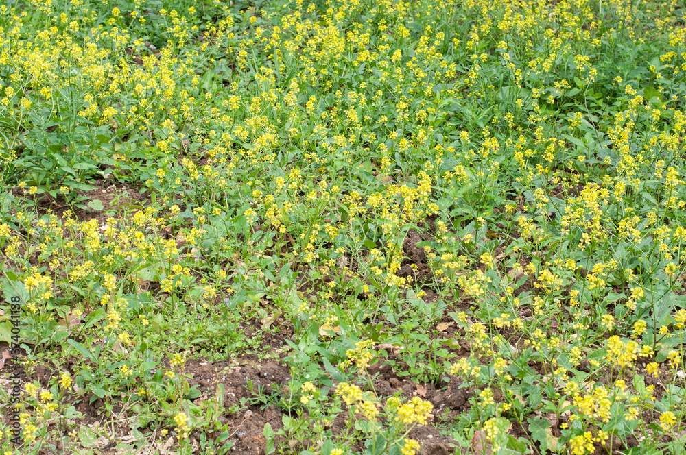 yellow flowering white mustard as green manure