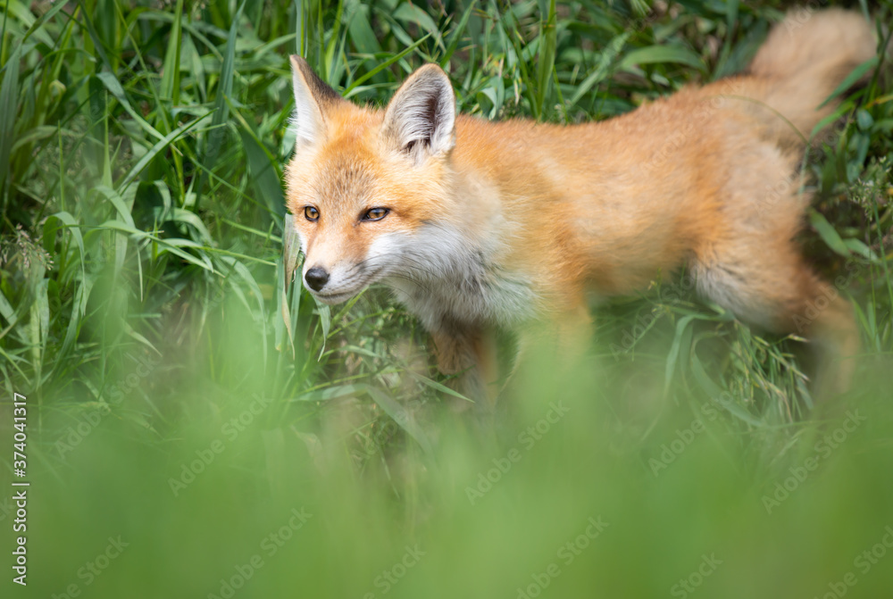 Red fox kit in the wild Red fox kit in the wild