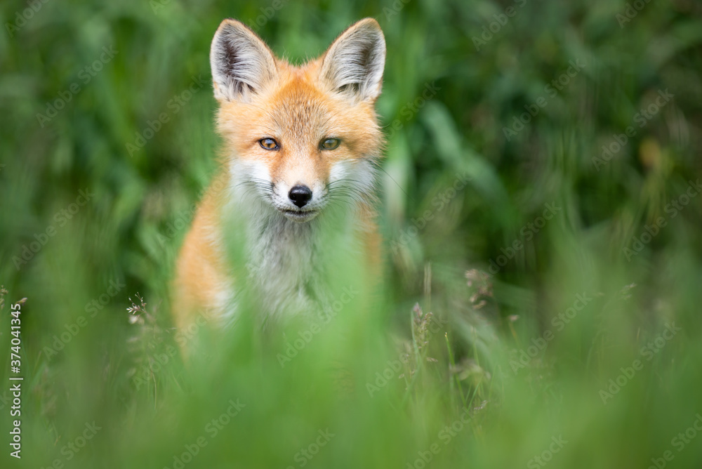 Red fox kit in the wild