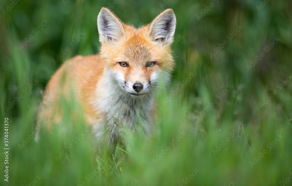 Red fox kit in the wild