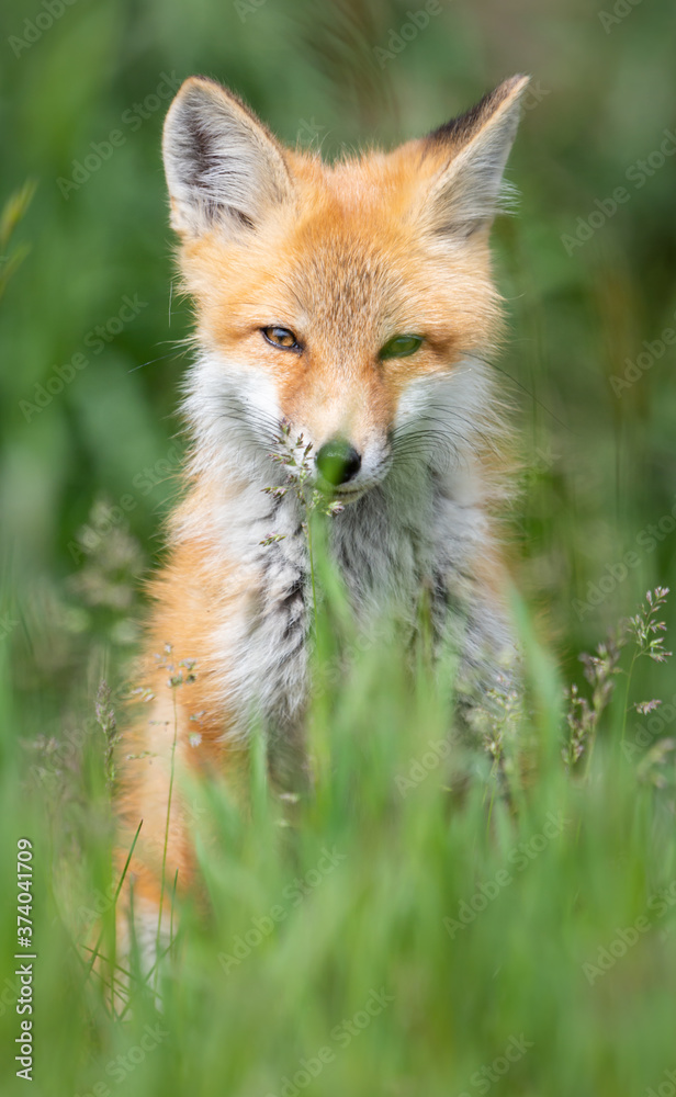 Red fox kit in the wild Red fox kit in the wild