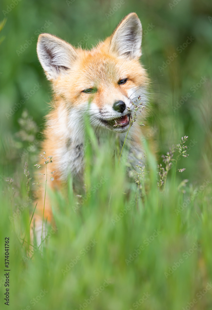 Fototapeta premium Red fox kit in the wild