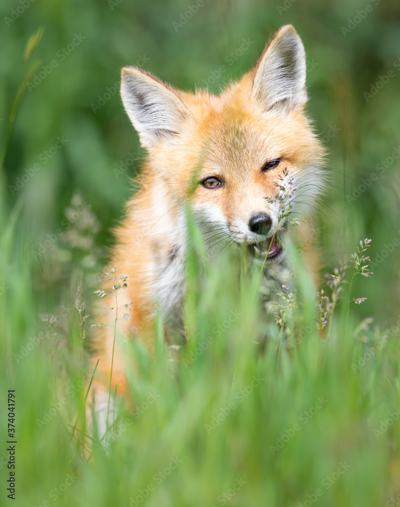 Fototapeta premium Red fox kit in the wild