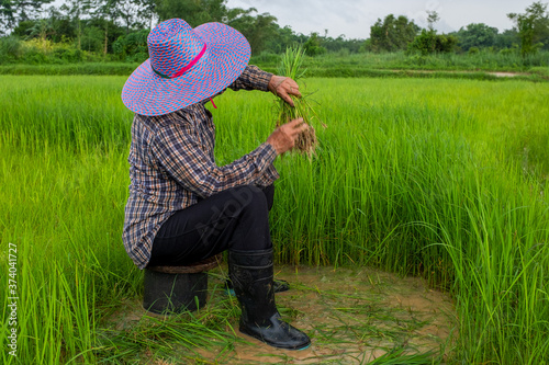 Transplanting rice Rice in Nakhon Nayok, Thailand