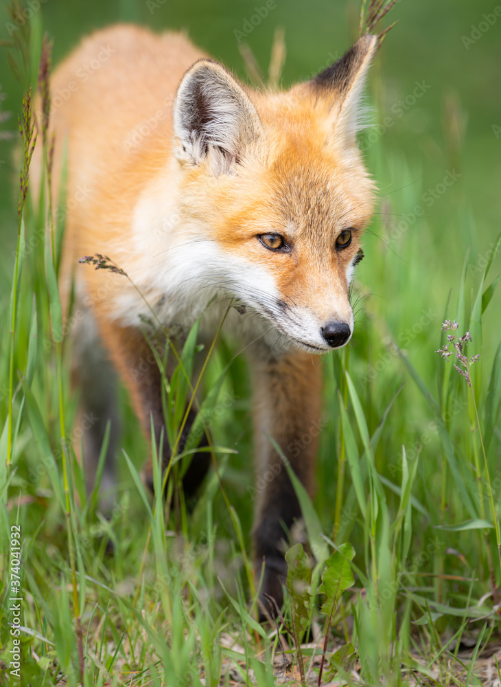 Red fox kit in the wild Red fox kit in the wild