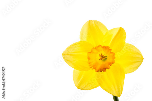Close-up view of a spring flowering daffodil bloom. Daffodils are a popular flower in the home garden and public spaces and their appearance heralds the start of spring.     