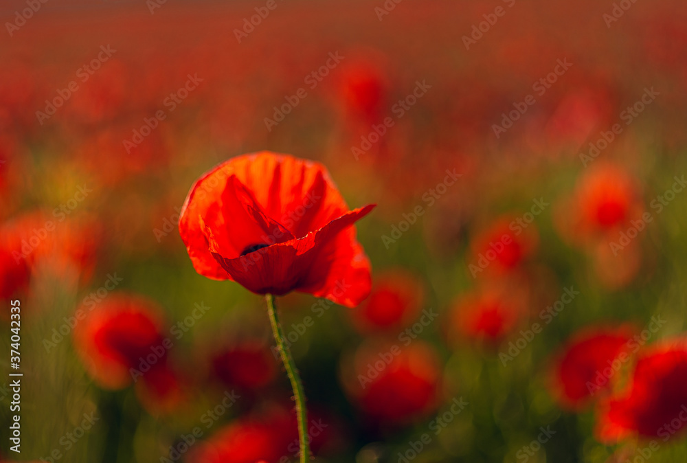Fototapeta premium Poppy