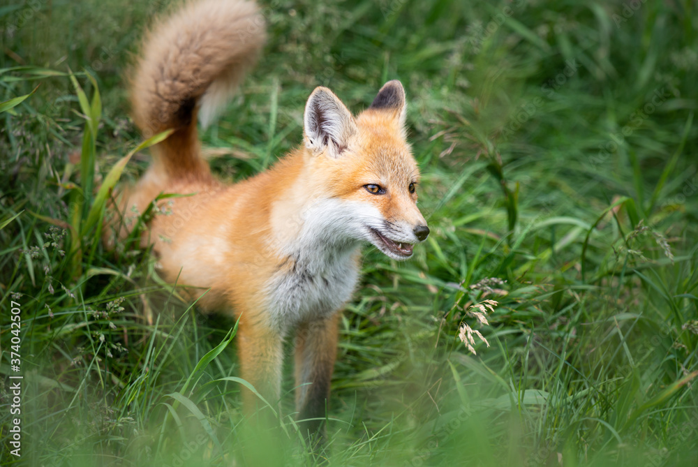 Red fox kit in the wild